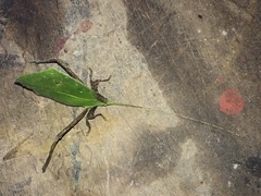 Typophyllum mortuifolium