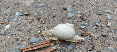Roman Snail