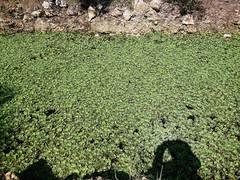 Pistia stratiotes image