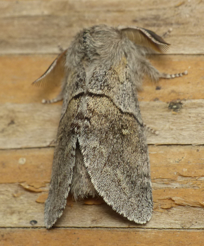 Lintner's Gluphisia Moth photo 2