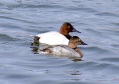 Aythya valisineria