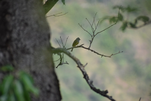 Grey-headed Canary-Flycatcher