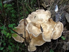 Pleurotus tuber-regium