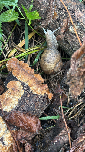 Roman Snail