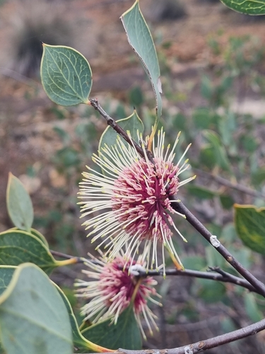 Hakea petiolaris, photograph 5