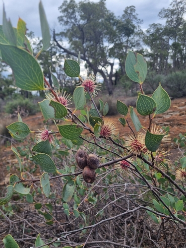 Hakea petiolaris, photograph 6