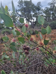 Hakea petiolaris, photograph (c) Malcolm Simard, some rights reserved (CC BY)