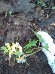 Corydalis cava marschalliana