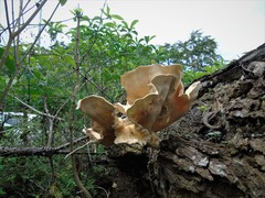 Pleurotus tuber-regium