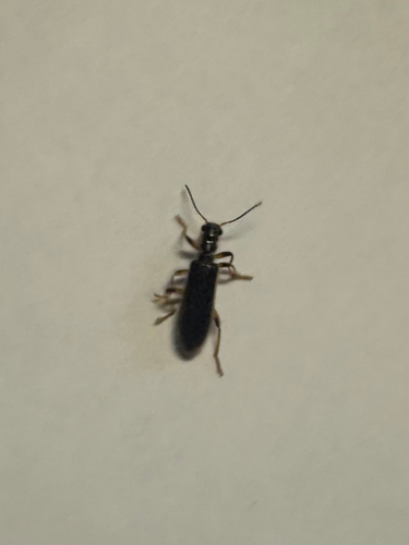 Bicolored Checkered Beetle