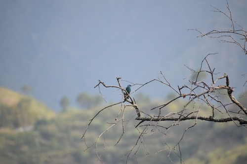 Verditer Flycatcher