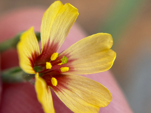 Texas flax (Linum hudsonioides)