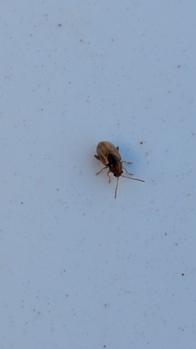 Glyptina