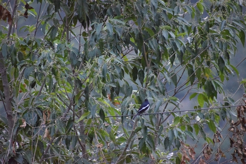 Oriental Magpie-Robin
