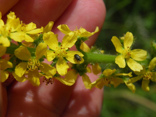 Rapsinis Žiedinukas