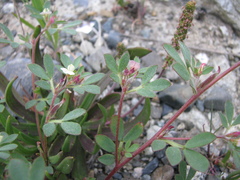 Acmispon denticulatus