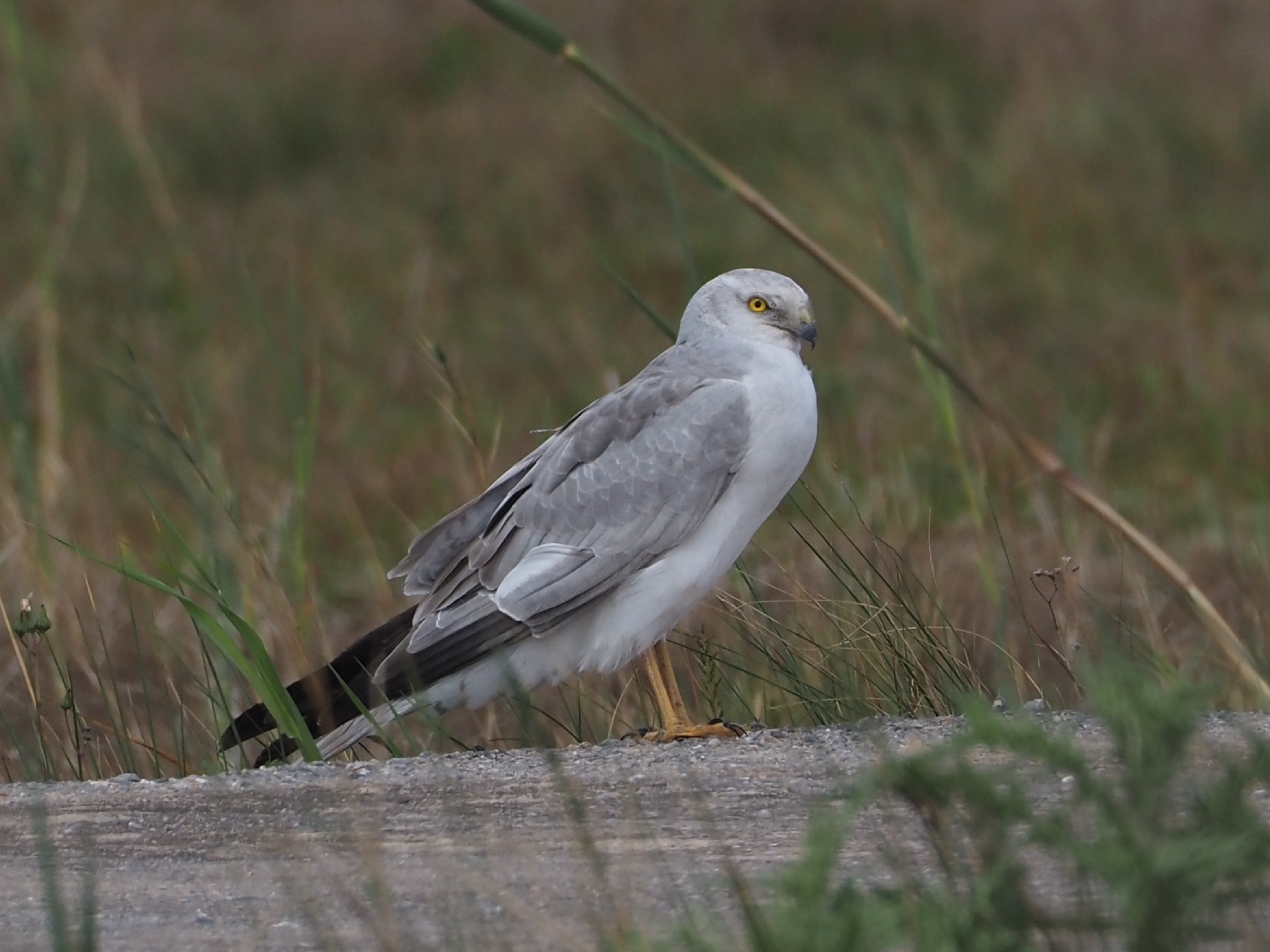 Pallid Harrier (Circus macrourus), photo 9