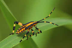 Amorbini