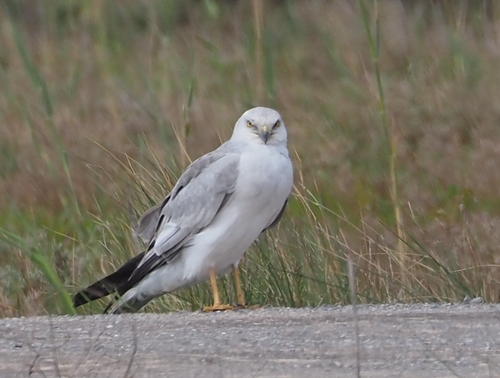 Pallid Harrier (Circus macrourus), photo 7