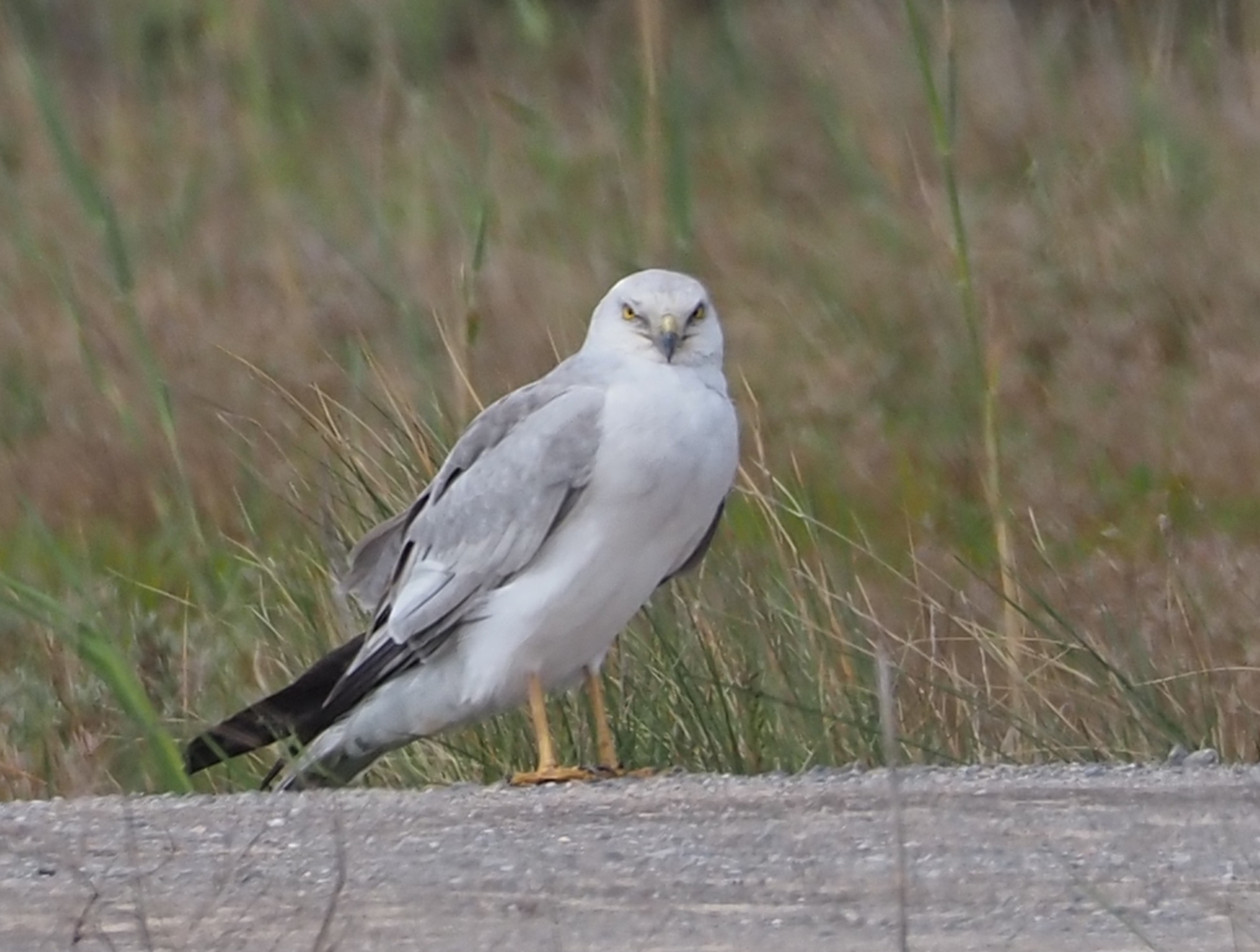 Pallid Harrier (Circus macrourus), photo 10