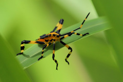 Amorbini