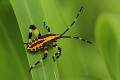 Amorbini