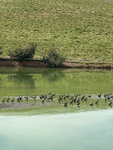 White-faced Whistling-Duck