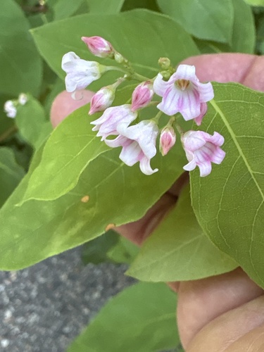 spreading dogbane