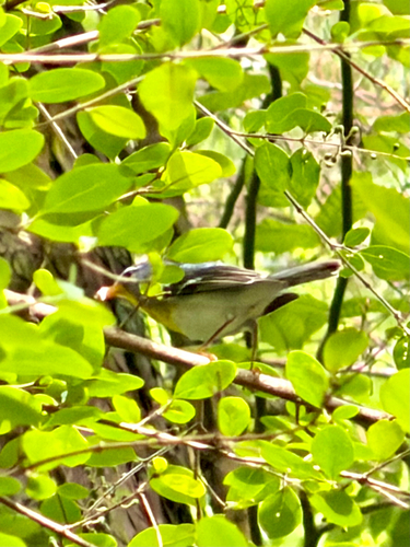Northern Parula