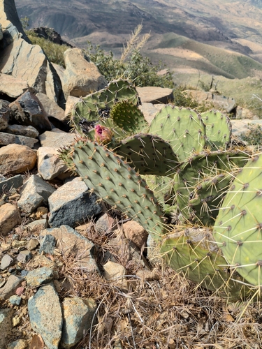 Engelmann's Pricklypear