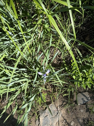 Iris oxypetala