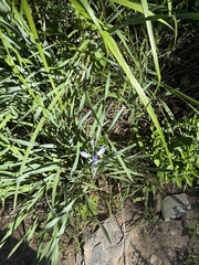 Iris oxypetala, photograph (c) Jane Charlen, some rights reserved (CC BY)