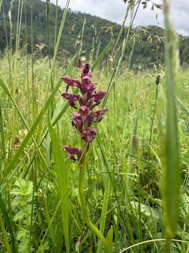 Bug Orchid