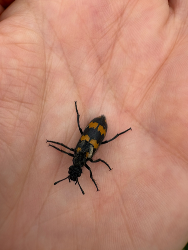 Mylabris variabilis