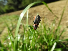 Cantharis reichei