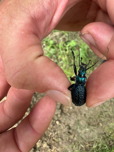 Blue Ground Beetle
