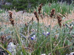 Carex pansa