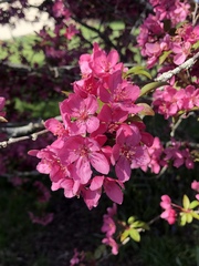 Prunus campanulata