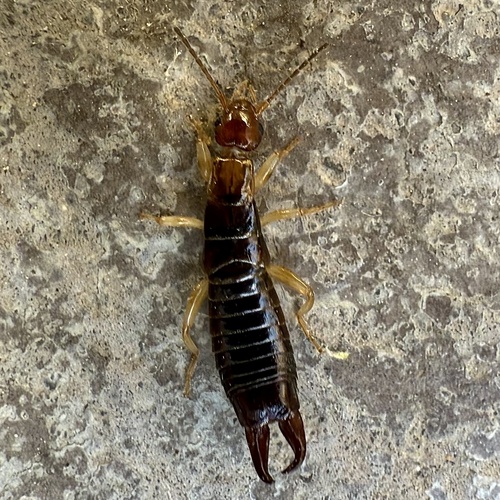 Ring-legged earwig