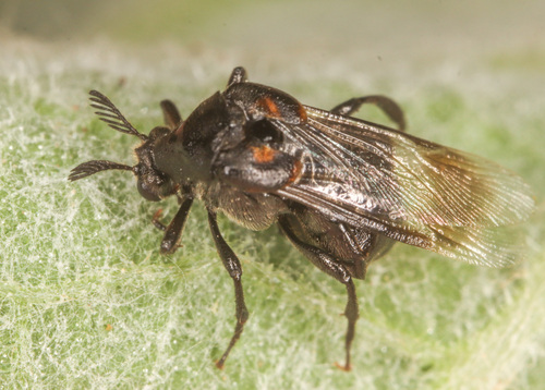 Ripiphorus