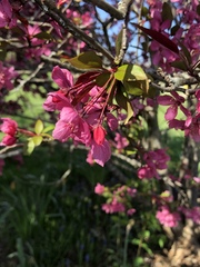 Prunus campanulata