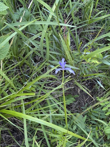 Iris oxypetala, photograph 2