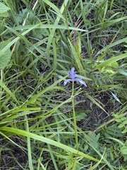Iris oxypetala, photograph (c) Jane Charlen, some rights reserved (CC BY)
