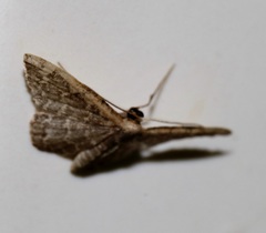 Idaea costiguttata