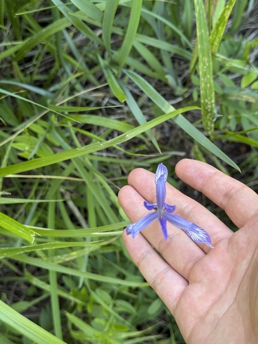Iris oxypetala, photograph 3