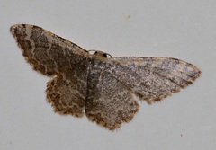 Idaea costiguttata