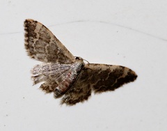 Idaea costiguttata
