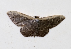 Idaea costiguttata
