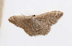 Idaea costiguttata