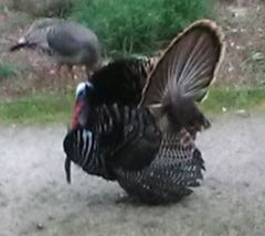 Meleagris gallopavo intermedia